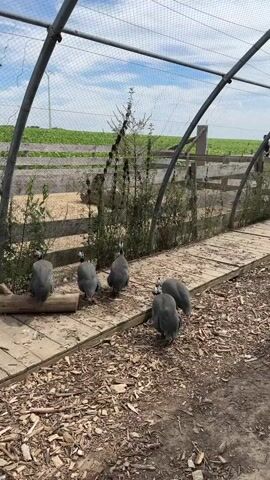 A group of guinea fowl are walking on a wooden path inside a netted enclosure. The ground is covered in wood chips. In the background, there are fields of green plants and a person sitting on a structure. The scene appears to be outdoors in daylight.