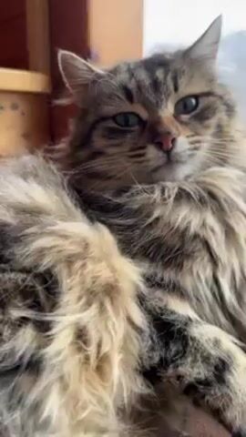 The video shows a close-up of a fluffy brown and grey tabby cat with green eyes. The cat is resting, with its head and chest filling the frame. The background is blurred, but suggests an interior space with wooden elements. The cat is still and looking slightly off-camera.