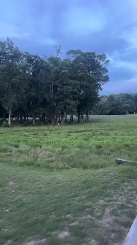 The video shows a moving shot of a grassy field with trees and a cloudy sky. There is a small deer visible in the distance among the trees. The camera is panning and appears to be handheld, causing some blurriness. The overall lighting suggests it is either early morning or late evening.