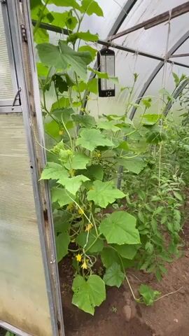 The video shows the interior of a greenhouse. On the left side of the frame, a large cucumber plant with green leaves and yellow flowers is prominently displayed. It is supported by a string that runs upwards. To the right of the cucumber plant, rows of tomato plants stretch down a pathway. These tomato plants are also supported by strings and show small green tomatoes developing on their vines, as well as one tomato that appears to be starting to ripen to a reddish-brown color. The pathway is made of dirt. The greenhouse structure is visible with a translucent roof and metal framing. There is a black object hanging from the ceiling above the cucumber plant, possibly an insect trap. The overall environment is one of a thriving garden with plants in various stages of growth.