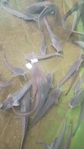 A school of catfish swims in shallow, murky water. Some fish are clustered together, while others swim individually. The bottom of the water appears to be sandy or silty. There are some green plant-like elements visible in the background. The lighting is dim, with a bright spot of light reflecting on the water's surface, possibly from a camera flash or overhead light. The fish are mostly a muted grey or brown color and have prominent barbels around their mouths.
