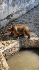 Bear forages while visitor rests at Pleven zoo