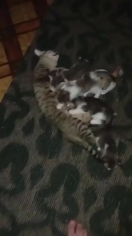 The media file shows a group of cats, likely a mother cat and her kittens, lying on a carpet. The cats are a mix of tabby and calico patterns. The scene appears to be indoors, given the presence of a carpet. The lighting is dim, suggesting it might be nighttime or a dimly lit room. There are no visible people or text in the media file. The cats seem to be resting or sleeping, indicating a peaceful and quiet atmosphere. The overall impression is one of domestic comfort and tranquility. There are no specific details about the weather or time of day beyond what can be inferred from the lighting. The location context of Termez, Uzbekistan, doesn't provide any discernible cues within the visual content itself.