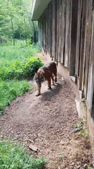 Zoo animals including tiger, meerkats, Hawaiian geese observed in enclosures