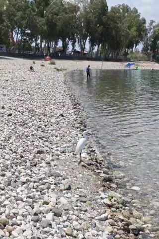 A white egret stands on a pebble beach next to a body of water. In the background, several people are visible near the water's edge and trees line the shore.