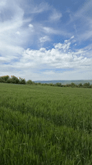 Green grain fields documented in rural Bulgaria