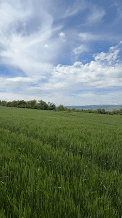 Green grain fields documented in rural Bulgaria