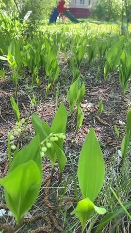 The video shows a patch of lily of the valley plants in a grassy area.  The plants are mostly green with some small, white flower buds visible.  There are small bits of brown debris scattered on the ground among the plants.  In the background, there is a building, trees, and what appears to be a playground slide. The camera slowly pans to the right, revealing a tree trunk to the right of the lily of the valley.