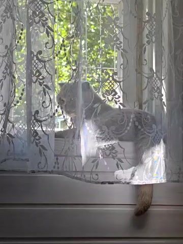 A cat sits on a windowsill behind a sheer, lacy curtain. The cat is white or very light-colored and is facing away from the camera, looking out the window. Sunlight filters through the leaves of trees visible outside, casting dappled light on the scene. The curtain has an intricate floral pattern and partially obscures the cat. The windowsill and the frame of the window are white. The bottom part of the video shows a wooden surface, possibly a dresser or table, also painted white. The tail of the cat is visible, hanging down over the edge of the windowsill.