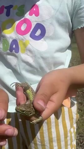 The video shows a close-up of a child's hands holding a small lizard. The child is wearing a light blue t-shirt with the words "IT'S A GOOD DAY" printed in colorful letters and yellow and white striped shorts. The lizard is green and brown, with visible claws and a long tail. The child's fingers are gently holding the lizard, which appears to be resting calmly. The background is slightly blurred, showing a grassy area with sunlight. The video is shot from a high angle, focusing on the interaction between the child and the lizard.