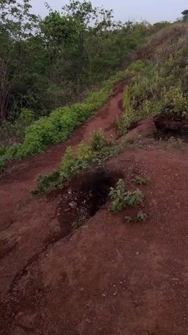The video captures an outdoor scene showing a dirt path winding up a hillside. The ground is reddish-brown dirt with sparse vegetation. To the left of the path, there is a dense patch of green foliage. In the foreground, a dark hole or crevice is visible in the earth. Small green plants grow around the edges of this hole and along the path. The overall impression is of a natural, undeveloped area.