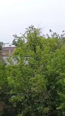 The video shows a dense green tree in the foreground with buildings visible in the background. The sky is overcast. There are no discernible people or specific actions taking place within the frame.