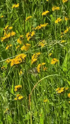 A butterfly flits amongst yellow wildflowers and green grass on a sunny day.