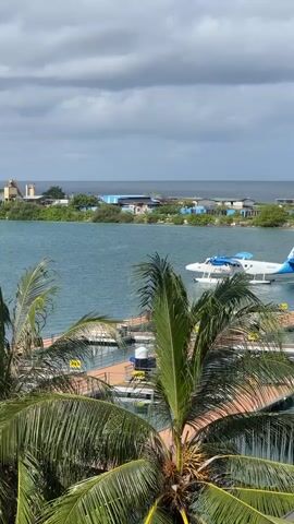 A seaplane is maneuvering on the water near a dock. The seaplane is white with blue accents and appears to be moving slowly. The dock is made of wood and has several mooring posts. In the background, there is a small island with buildings and vegetation. The water is calm and the sky is cloudy. Palm trees are in the foreground, obscuring parts of the scene.