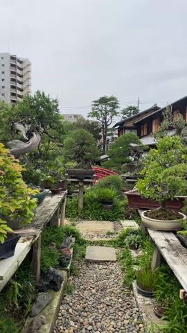 The video shows a Japanese garden with gravel pathways, wooden benches, and numerous bonsai trees in pots. The trees are of various shapes and sizes, and some are placed on the benches, while others are on the ground. A small, red bridge is visible in the background, partially obscured by the trees. In the distance, a tall apartment building can be seen to the left and a traditional Japanese house to the right. The sky is overcast. There are no people visible in the scene.