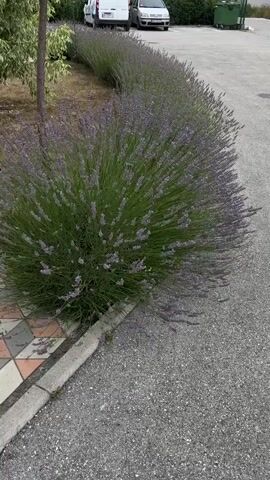 This video shows a close-up view of a large, bushy lavender plant with numerous purple blooms and green stems. The plant is situated next to a paved asphalt surface and a decorative tiled border. In the background, a few vehicles, including a white van and a silver car, are parked on a paved area, suggesting an urban or semi-urban setting. Further back, a green dumpster is visible, along with some trees and foliage.

The lighting suggests it is daytime, possibly late morning or afternoon, with no strong shadows indicating harsh sunlight. The weather appears to be clear and calm, suitable for outdoor plants to thrive. The focus of the video is on the vibrant lavender, with a few bees visible among the flowers, indicating that the plant is in bloom and attracting pollinators. This suggests a pleasant, natural environment within a more developed area.

There is no visible text in the media file. The overall impression is one of natural beauty in an otherwise ordinary, functional setting. The close-up shots emphasize the texture and color of the lavender, creating a serene and visually appealing scene. The activity taking place is the natural growth and blooming of the lavender plant, along with the activity of bees collecting nectar.