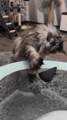 Maine Coon cat playtime and daily activities in Izmail apartment