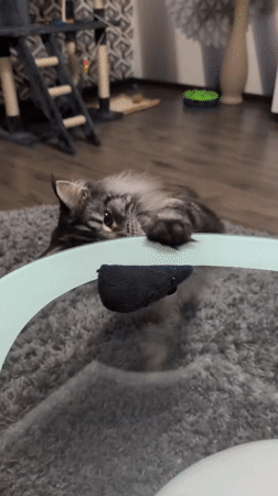 Maine Coon cat playtime and daily activities in Izmail apartment