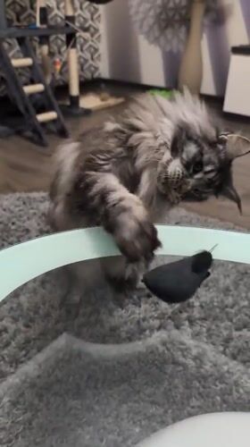 Maine Coon cat playtime and daily activities in Izmail apartment