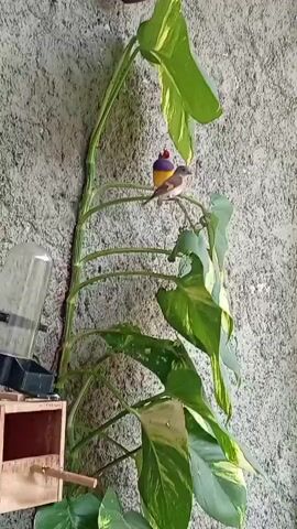 A bird feeder, a birdhouse, and a vine with large leaves are attached to a textured wall. Two small birds are perched on the vine. One bird is facing left and has a yellow body and a blue head. The other bird is facing right and has a brown and white body. The vine is green and has yellow variegation on its leaves. The bird feeder is made of clear plastic and is attached to the wall above the birdhouse. The birdhouse is made of wood and is located below the bird feeder. The wall is a rough, gray surface.
