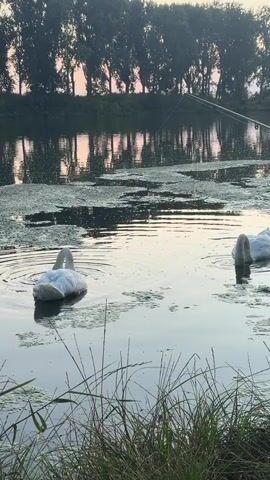 The video shows two swans swimming in a body of water. The swan on the left is facing left with its head up. The swan on the right is partially submerged, with its head and neck underwater as it forages. In the background, a line of trees is reflected in the water, and a fishing rod extends from the right side of the frame into the water. The sky is a soft gradient of orange and white, suggesting either sunrise or sunset. The water is calm, with ripples emanating from the swans. Patches of green aquatic vegetation are floating on the surface. Green grass and foliage are in the foreground.