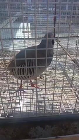A bird stands on a metal grate floor inside a wire cage. The bird is mostly brown with black and white stripes on its sides and a grey head with a black eye line and a reddish beak. It is facing to the right and looking slightly down. A thin brown branch lies on the floor of the cage behind the bird. The cage is made of thin wire mesh. The background is blurred, but appears to be an outdoor setting with sunlight and some sort of structure or building.