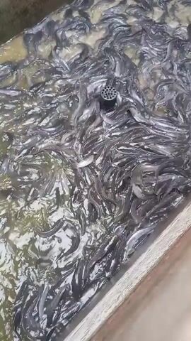 The video shows a close-up, top-down view of a crowded fish pond or tank. Numerous small, dark-colored fish are swimming vigorously in murky water. A black drain grate is visible near the center of the frame, surrounded by the dense school of fish. The water appears somewhat cloudy and there is a hint of green algae or debris at the edges of the pond. The overall impression is one of a lively, overstocked aquatic environment.