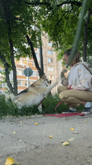 Ordinary moments with flowers and dogs captured in Chaikovsky