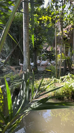 Up close with exotic birds at a Sukawati sanctuary