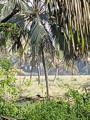Rural morning scenes documented in Badem, India village