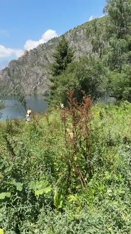 A video shows a lake surrounded by mountains. In the foreground, there are many green plants and bushes. In the background, there is a body of water with two people standing near the shore. The sky is blue with some white clouds. The mountains are rocky and covered with trees.