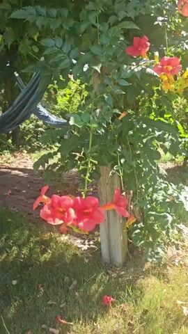 The video shows a slow pan of a garden scene. The foreground features a climbing vine with clusters of bright orange trumpet-shaped flowers. To the left, a hammock is visible, partially obscured by the greenery. In the background, more foliage and flowers are present, along with what appears to be a wooden pergola structure above the hammock, also adorned with the same orange flowers. The lighting suggests it is daytime, with sunlight dappling through the leaves.