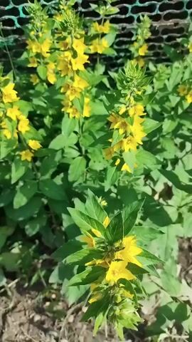 A vertical shot shows a green leafy plant with many small yellow flowers. The plant is in the center of the shot and has several tall stalks with flowers on them. The plant's leaves are large and dark green. The ground around the plant is brown dirt. A green net is visible behind the plant.
