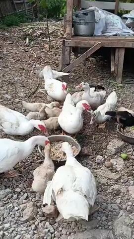 A group of ducks and ducklings are gathered around a food bowl on a gravelly ground. Some ducks are eating from the bowl, while others are standing around or pecking at the ground. The environment appears to be a rural or farm setting with some wooden structures and vegetation in the background. The ducks are mostly white, with some having red markings around their eyes and bills. The ducklings are lighter in color and smaller in size. The lighting suggests it is daytime.