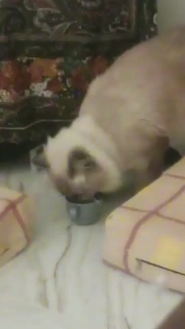 A tan and brown cat is drinking from a small, gray bowl on a white and yellow patterned surface. The cat has piercing green eyes. Behind the cat are soft objects with red and brown patterns.
