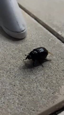 A close-up shot of a black beetle with a shiny carapace on a light grey, textured tile surface. The beetle is positioned at the lower center of the frame, facing slightly to the left. Its antennae are visible, and its legs are extended as if it's about to move. In the upper left corner of the frame, a small portion of a white, rounded object is visible, possibly a shoe. The background consists of more of the tiled surface, with a faint seam running horizontally across the upper right. The beetle then unfurls its wings, which are light brown and translucent. It quickly takes off, flying upwards and out of frame. The white object in the upper left remains stationary.