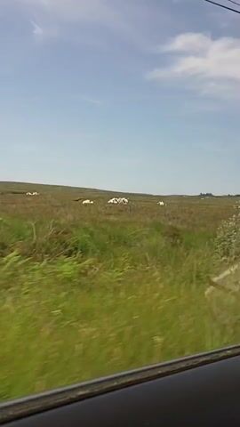 The video shows a passing view from a vehicle, likely a car, with a clear blue sky and white clouds. The landscape consists of green grassy fields and dense green bushes or trees. Scattered throughout the fields are numerous white objects, which appear to be large clumps of something, possibly hay bales or some form of debris. The camera is in motion, creating a slight blur, especially in the foreground. The overall impression is a rural or semi-rural environment on a sunny day.