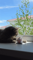 Early morning domestic life documented in Birobidzhan home