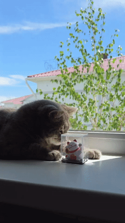 Early morning domestic life documented in Birobidzhan home