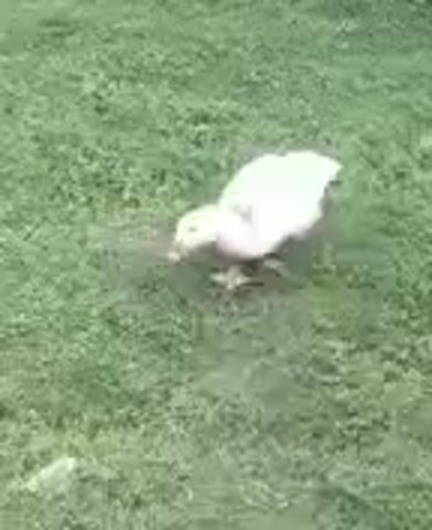 A white duck walks across a grassy area. The duck's head is down, and it appears to be pecking at the ground. The duck is facing the lower left of the frame. The background is out of focus and consists of green grass.
