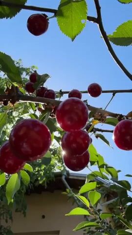 The video shows a close-up, low-angle shot of ripe cherries hanging from a tree branch against a clear blue sky. Sunlight filters through the leaves and illuminates the shiny, red cherries. The cherries are clustered together on the branches, and some leaves are visible, adding to the natural setting. The bottom of the frame shows a blurred view of a building's roofline, indicating an outdoor environment, possibly a backyard or garden. The video is a static shot with no visible movement other than the gentle sway of the branches, suggesting a calm and peaceful atmosphere.