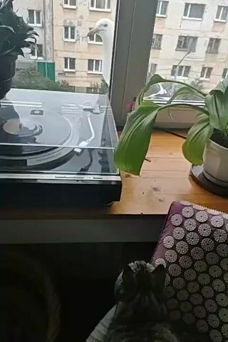 A pigeon peeks through a window as a cat sits on a cushion below. A record player is on a windowsill, along with a potted plant. Outside the window, an apartment building is visible. The pigeon appears to be looking at the cat.