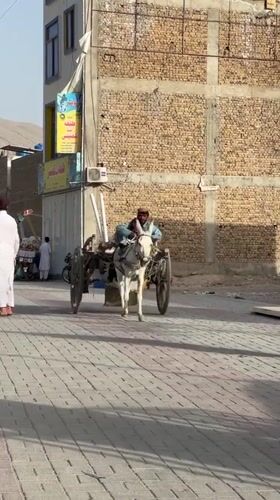 Donkey carts and street commerce in midday Quetta