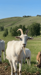 Visitors feed and interact with goat herd in birch grove