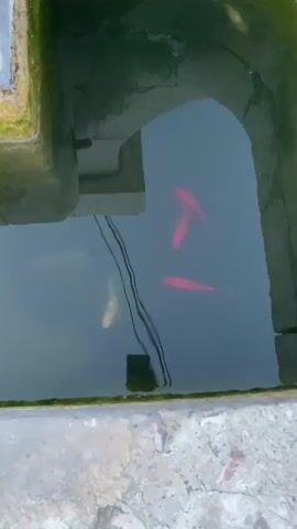 The video begins with an overhead view of several bright red fish swimming in dark water. The fish are visible beneath the surface of the water, with their bodies elongated and their fins extended. The water appears to be contained within a stone structure, possibly a well or a pond, with moss growing on the edges. The camera then pans upwards, revealing a reflection of the sky and trees on the surface of the water. The final shot shows a wider landscape with a building in the distance, surrounded by greenery. A concrete barrier is in the foreground, and a stone bench is visible to the right. The lighting suggests it is daytime.