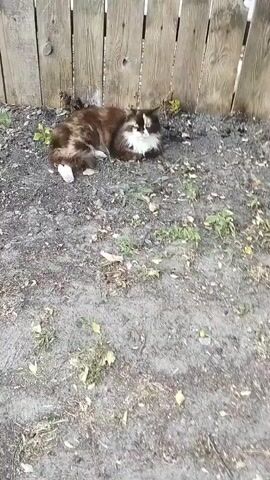 The video shows a fluffy calico cat lying on the ground near a weathered wooden fence. The cat is a mix of brown, black, and white fur, with a white chest and paws. It is lying down with its paws tucked underneath it, resting in what appears to be a patch of dry dirt with sparse green weeds growing in it. The fence behind the cat is made of vertical wooden planks, some of which are slightly warped or discolored. The ground is mostly dirt and small stones, with a few scattered leaves and what might be small green fruits.

The lighting suggests it is daytime, possibly late morning or afternoon, with sunlight casting shadows. The overall impression is of a peaceful, perhaps somewhat neglected, outdoor setting. The cat appears relaxed, its eyes are open, and it is looking towards the left of the frame. There is no visible text in the video. The setting in Plakhtianka, Ukraine, implies a rural or semi-rural environment. The scene is quiet and still, with the cat being the sole focus of attention.