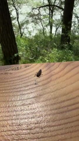 The video shows a close-up shot of a small, dark insect walking on a wooden surface. The surface appears to be part of a railing or bench. The insect is dark brown or black and has multiple legs. In the background, out of focus, is a scenic view of trees and a body of water, possibly a river, with a bridge or structure visible in the distance. The lighting suggests it is daytime, possibly overcast or in shade. There are no people or other animals visible. The camera movement is minimal, remaining relatively still with slight adjustments.