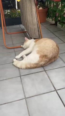 A domestic cat is seen lounging on a tiled patio. The cat, predominantly white with patches of light orange, is curled up on its side with its legs extended. Its pink paw pads are visible. The cat appears to be napping, as its eyes are closed and its body is relaxed.

The setting is an outdoor patio with gray square tiles. An orange metal chair is partially visible in the foreground, with a beige towel draped over it. In the background, there are potted plants, one with pink flowers, and a brown terracotta pot. The scene suggests a warm, possibly sunny day, given the relaxed posture of the cat. The overall mood is peaceful and serene. The image was taken in Świdnica, Poland. There is no visible text in the media.