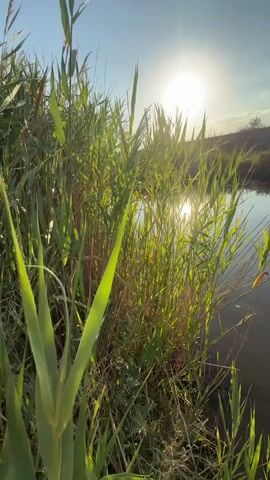 The video shows a close-up view of tall green reeds and grasses growing along the edge of a calm body of water. The sun is high in the sky, casting a bright glare on the water's surface, creating a shimmering effect. The sun is partially obscured by the reeds, and its rays are diffused by the atmospheric haze. The water appears still and reflects the sky and the surrounding vegetation. The scene suggests a peaceful, natural environment, likely during the daytime.