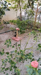 Cats roam a Konyaaltı home's garden and sunroom